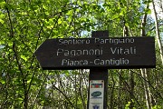 09 Rientrando alla Pianca, sul  Sentiero Partigiano 'Paganoni-Vitali' - CAI 131 